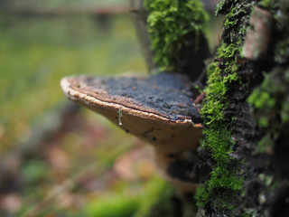 mushroom tinderpipe on a tree in the forest