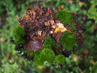 moss on a stump