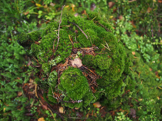 moss on a stump