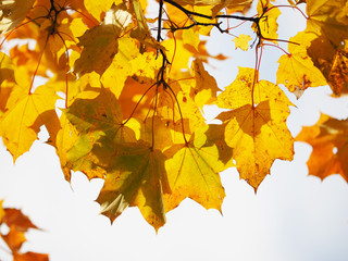 yellow leaves in the park. Autumn