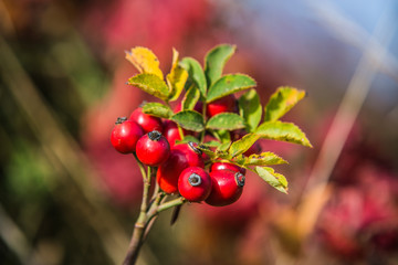 natural fruits of red rosehip in the autumn.