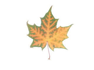 yellow maple leaf on white background