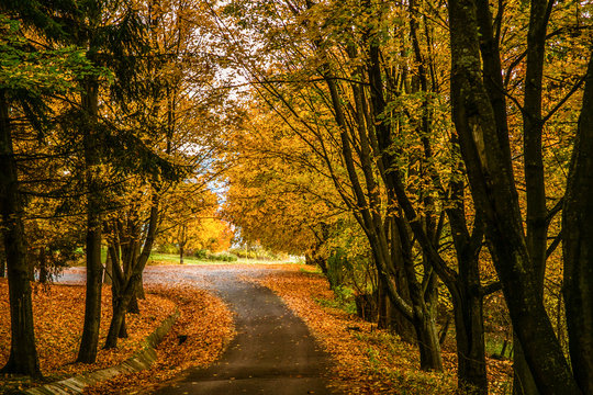 Autum forest background with a colorful of autumn leaves.