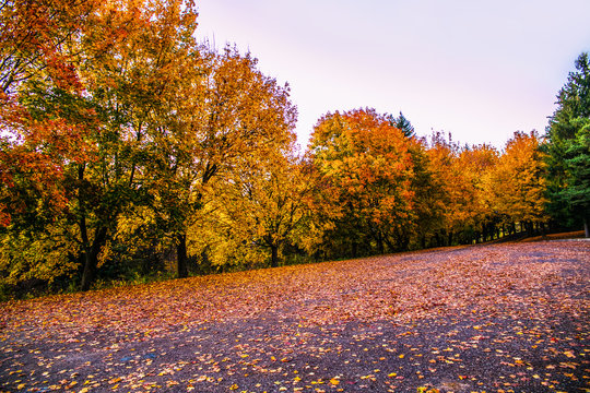 Autum forest background with a colorful of autumn leaves.