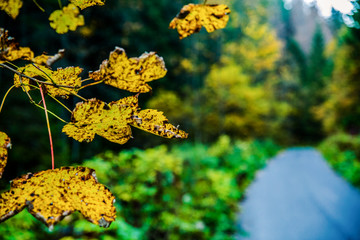 background with autumn colorful leaves.
