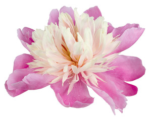peony pink