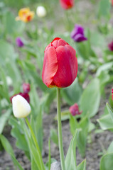 red garden Tulip