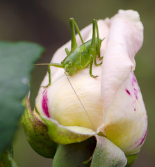 rose grasshopper