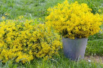 Fototapeta na wymiar yellow flower bucket