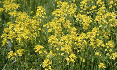 Obraz premium yellow flower field
