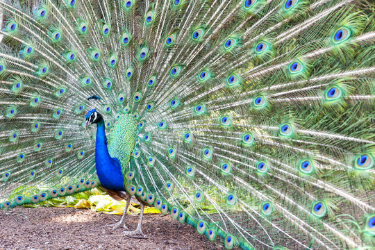 Peacock taken head on, pavo cristatus