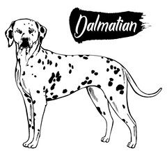 Hand drawn sketch style dalmatian. Vector illustration isolated on white background.