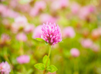 Pink clover flower in center of a field at shallow depth