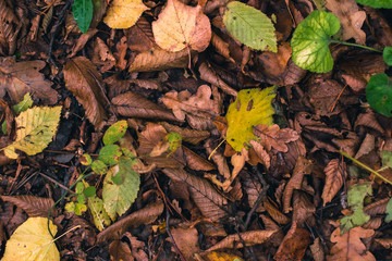 Autumn background. Dry leaves on the ground with a blurred background.