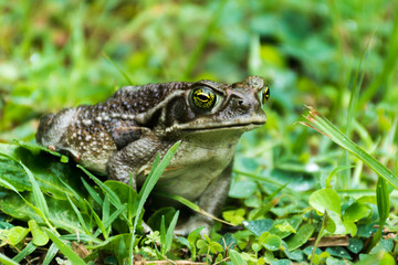Frog and grass