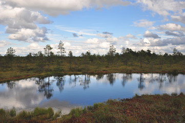 Beautiful swamp with white clouds and blue sky.
