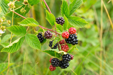 A bunch of blackberries grows among the grass