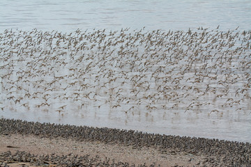 Sandpipers