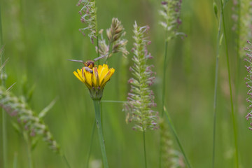 Insekt beim Bestäuben auf gelber Blüte