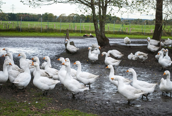 Gruppe von Gänsen steht auf Wiese im Herbst in Deutschland, Gänsebraten für Weihnachten 