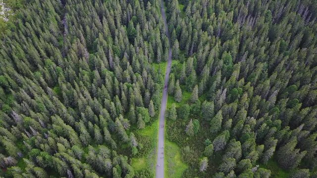 Flying under forest in Slovakia mountains. Beautiful natural video as a background