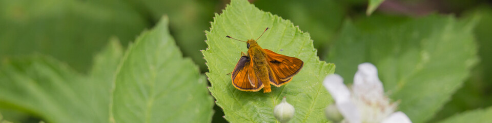 Dickkopffalter sitzt auf Blatt / Blüte