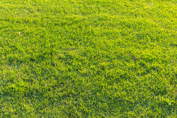 green grass texture 2