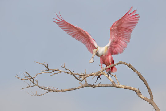 Roseate spoonbill perching on branches against clear sky