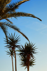Fototapeta na wymiar Towering Palm Trees in Evening Sun at Palma de Mallorca Sea Promenade