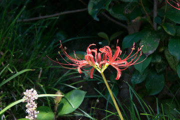 ヒガンバナ　真っ赤なヒガンバナが公園に咲いていた。
