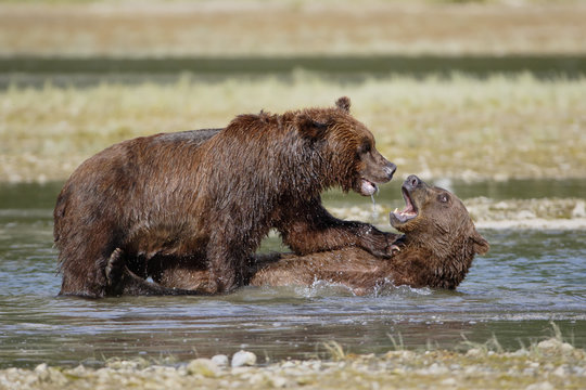 Coastal brown bears playing with each other in the river in Alaska