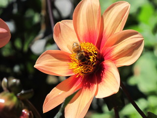 Obraz na płótnie Canvas Blüte mit einer Biene