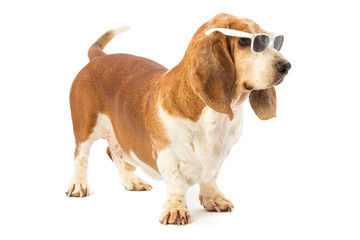 Basset hound with glasses
