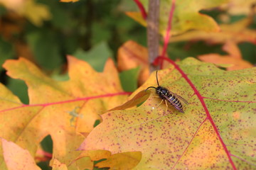 Wasp.
