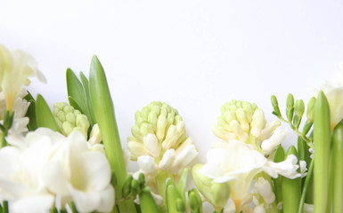 Fototapeta na wymiar White hyacinth. Blooming White Freesia Flowers