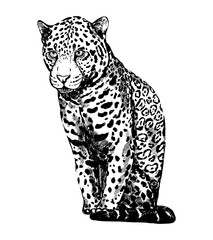 Hand drawn sketch style leopard. Vector illustration isolated on white background.