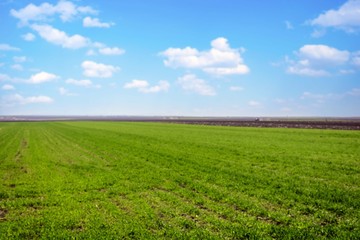 Fototapeta na wymiar agriculture landscape