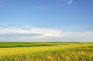 agriculture landscape