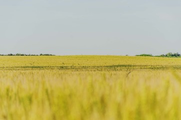 Fototapeta premium agriculture landscape