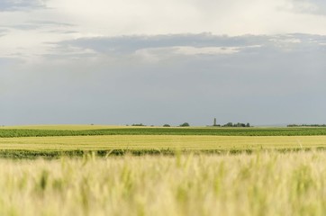 Fototapeta premium agriculture landscape