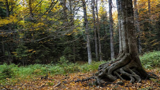 beech tree roots out of the forest