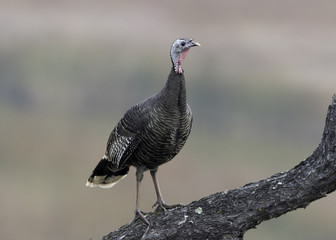 Wild Turkey