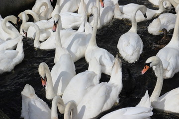 Obraz premium Schwäne