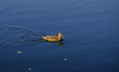 floating duck