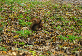 Naklejka na ściany i meble red squirrel in the forest