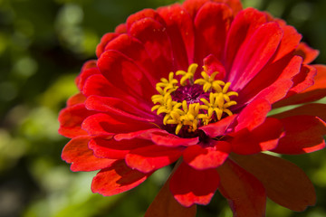 Big red flower zinnia