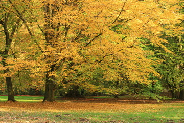 Die Karlsaue in Kassel