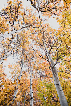 Low angle view of birch tree in autumn