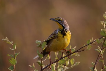 Fototapeta premium Gelbkehlgroßsporn