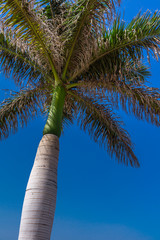 Eine Palme von unten vor strahlend blauem Himmel
